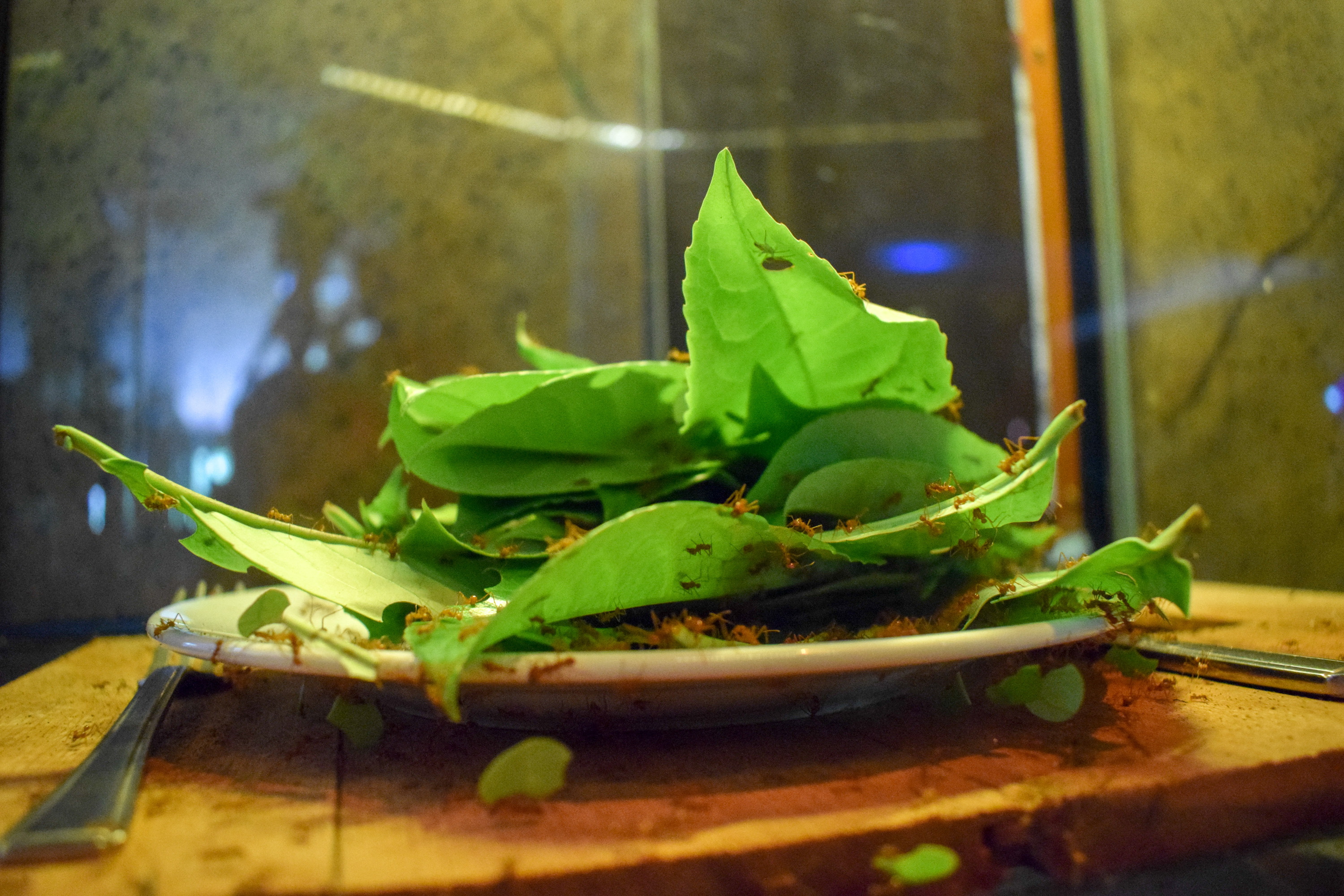 Chessington Azteca Hotel