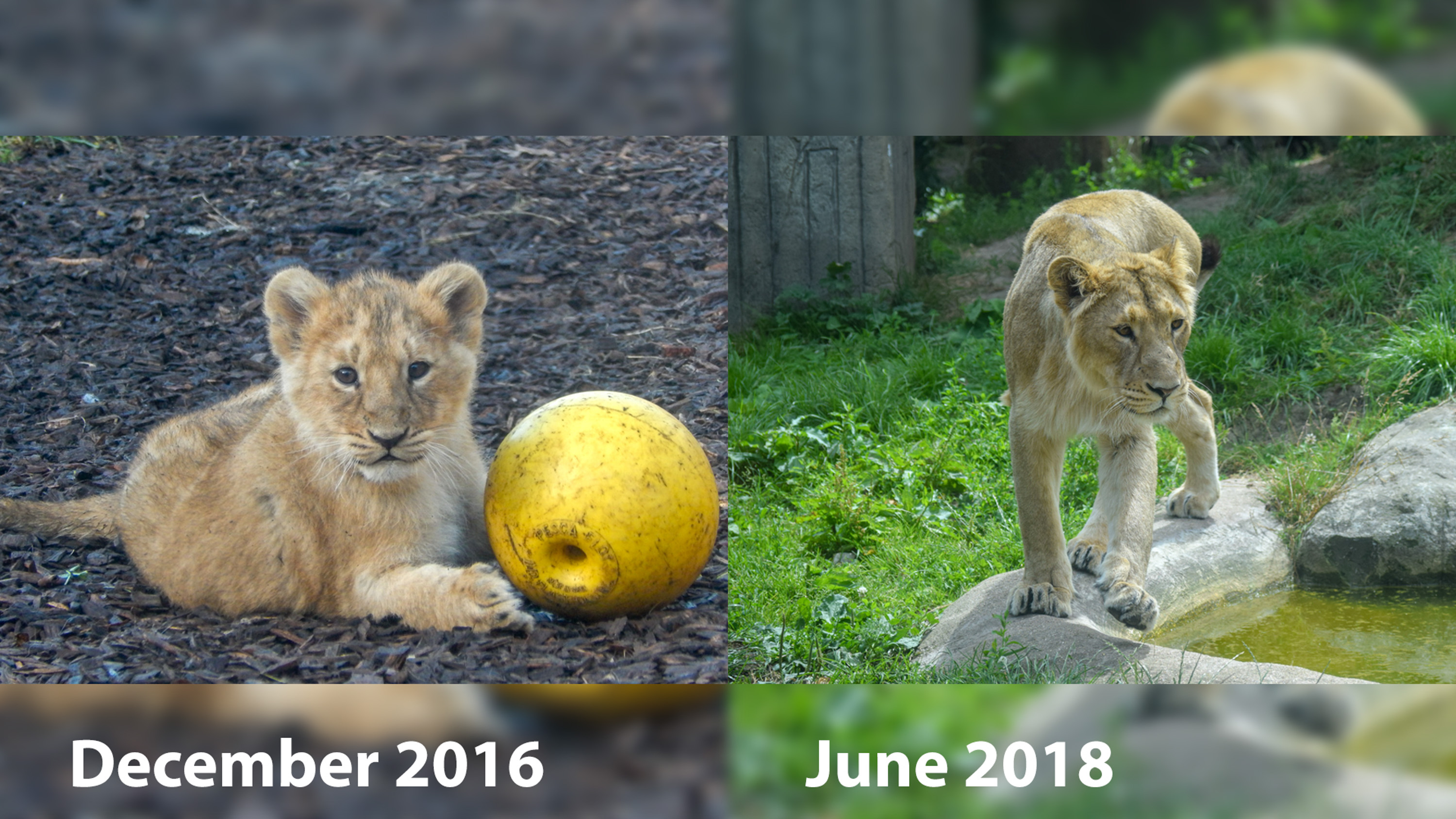 Lion Cubs Throughout Time