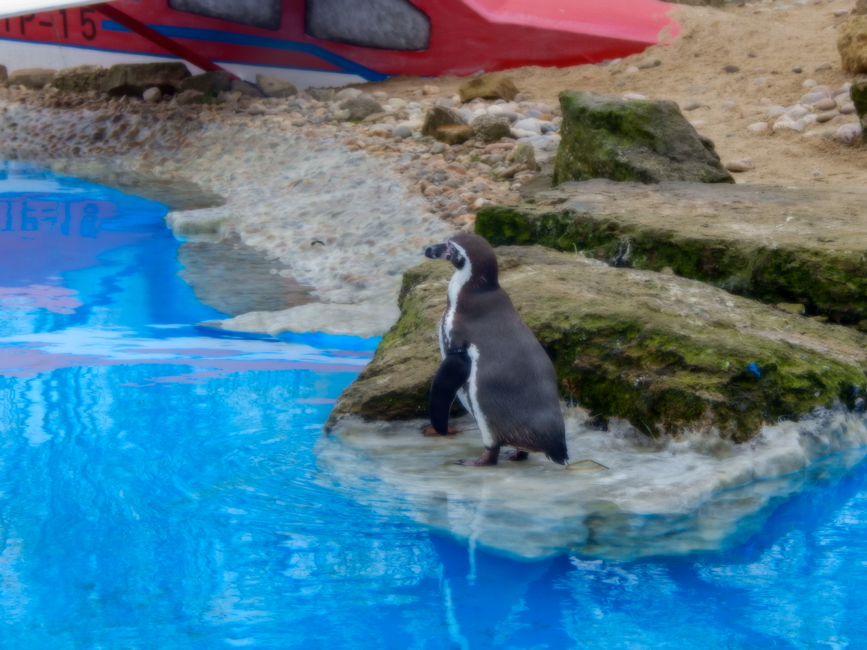 Penguin Bay Opens To Guests At Chessington World of Adventures