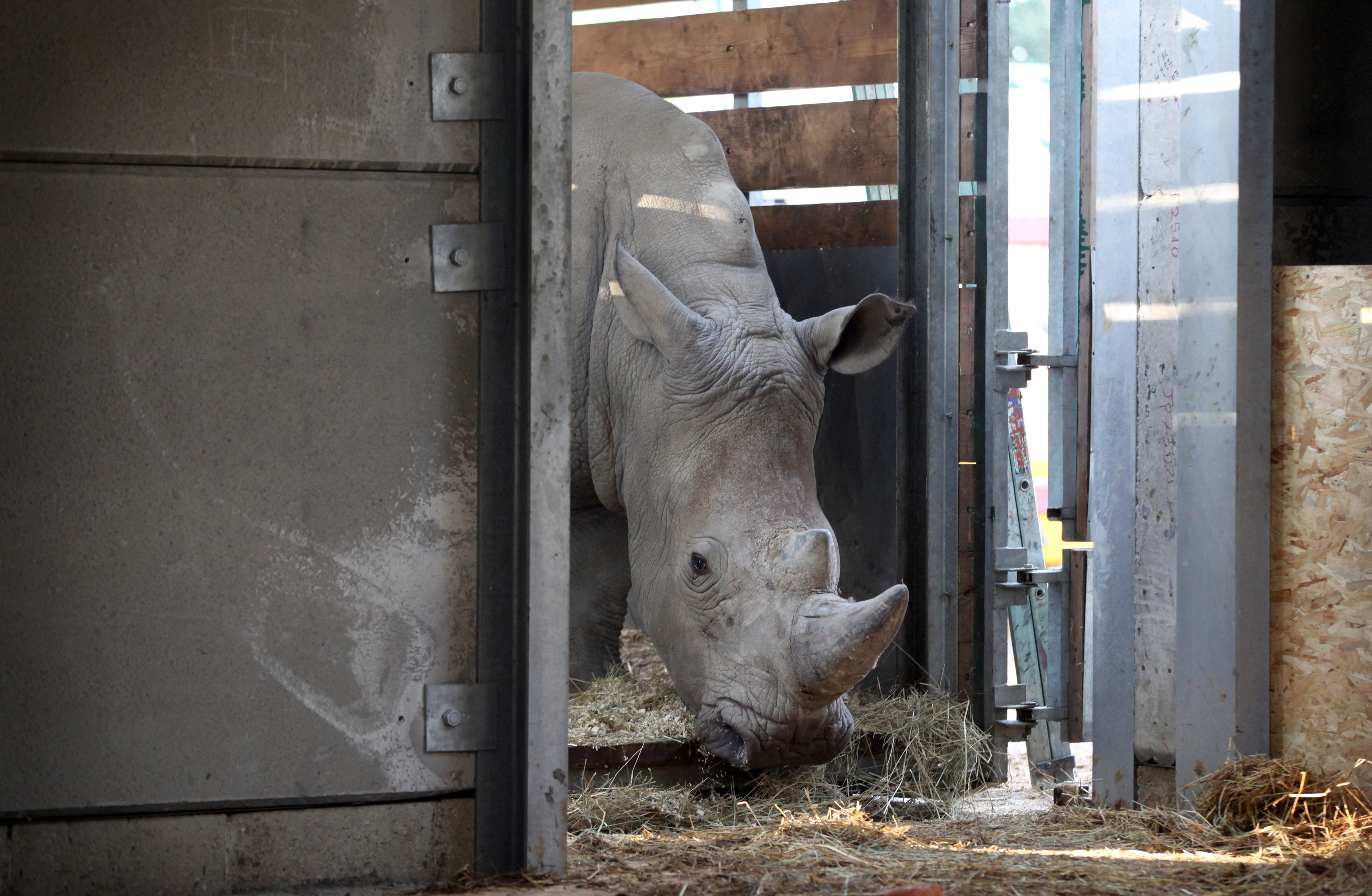 Chessington says bonjour three new white rhinos