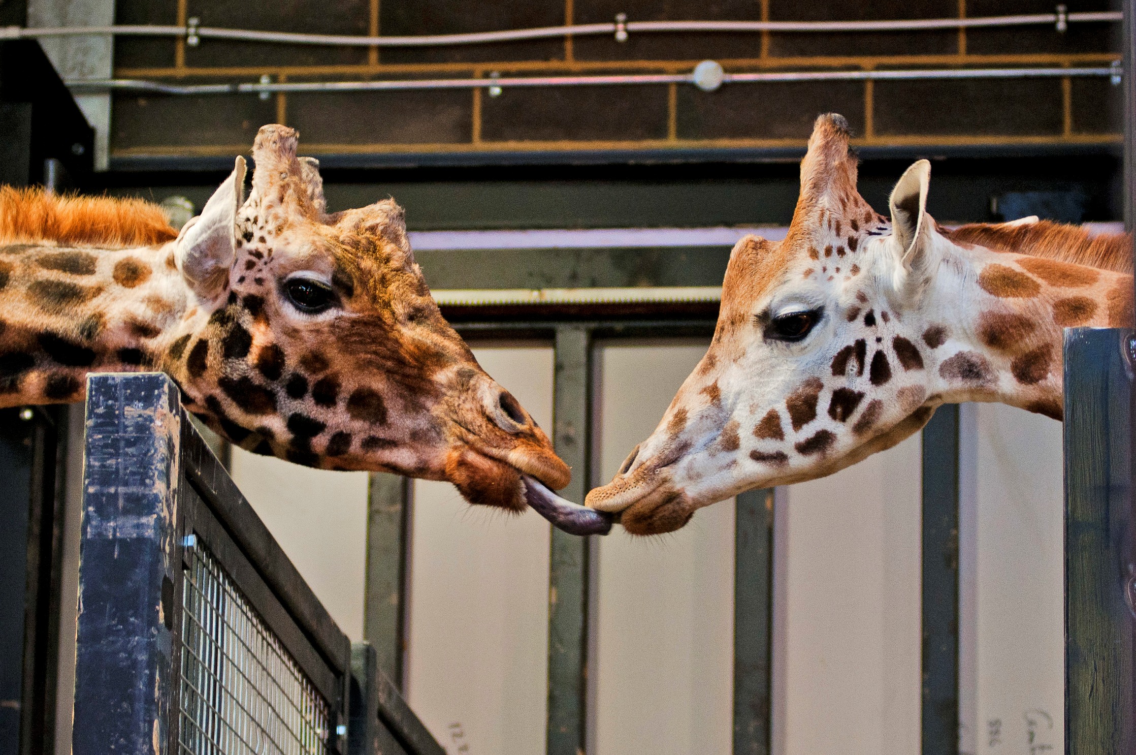 Giraffes Arrive At Chessington For Zufari