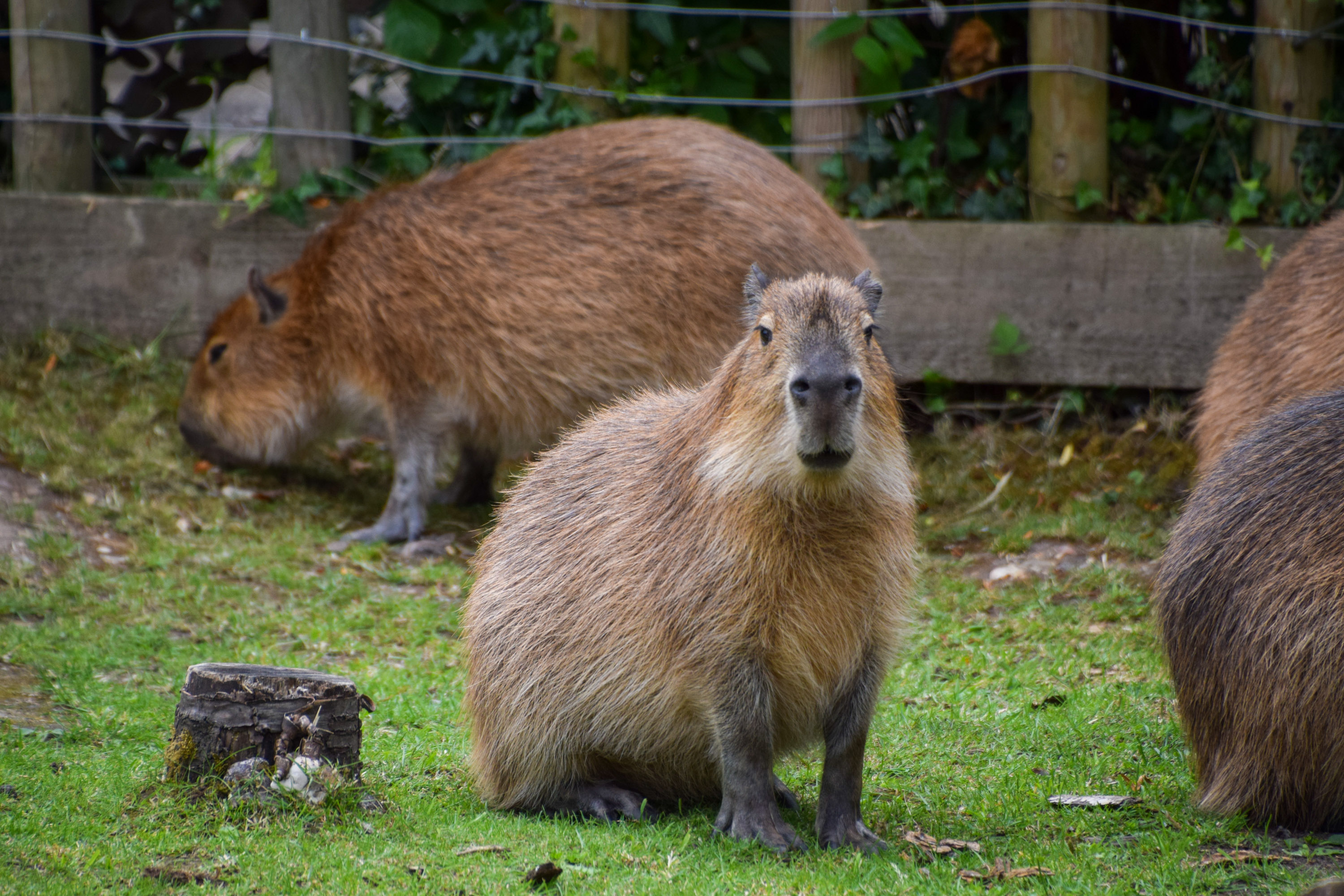 New For 2023 Baby Capyberras