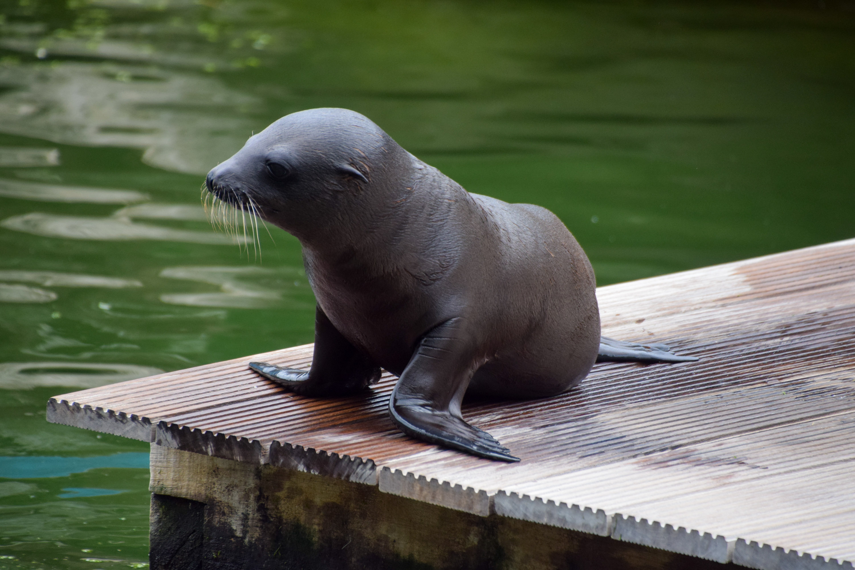 Baby Hugo New Sealion Born At Chessington