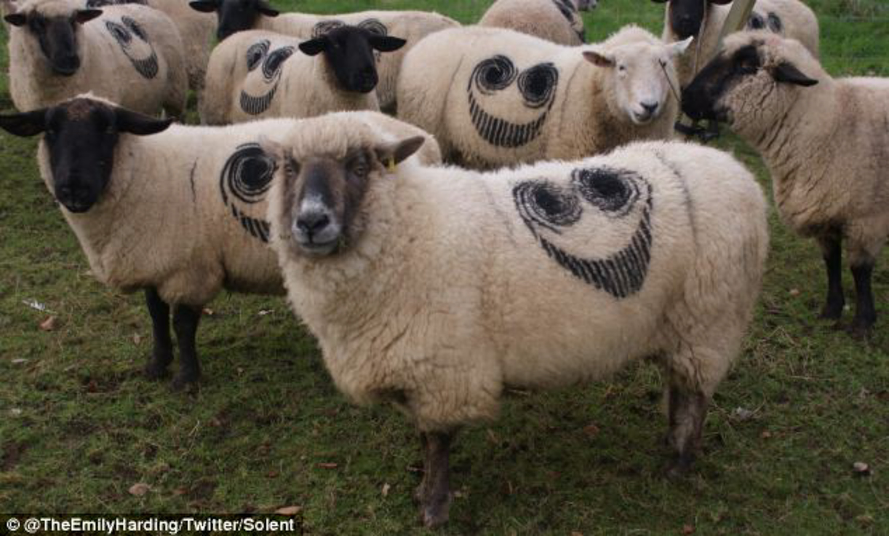 Mysterious Smiley Face Sheep