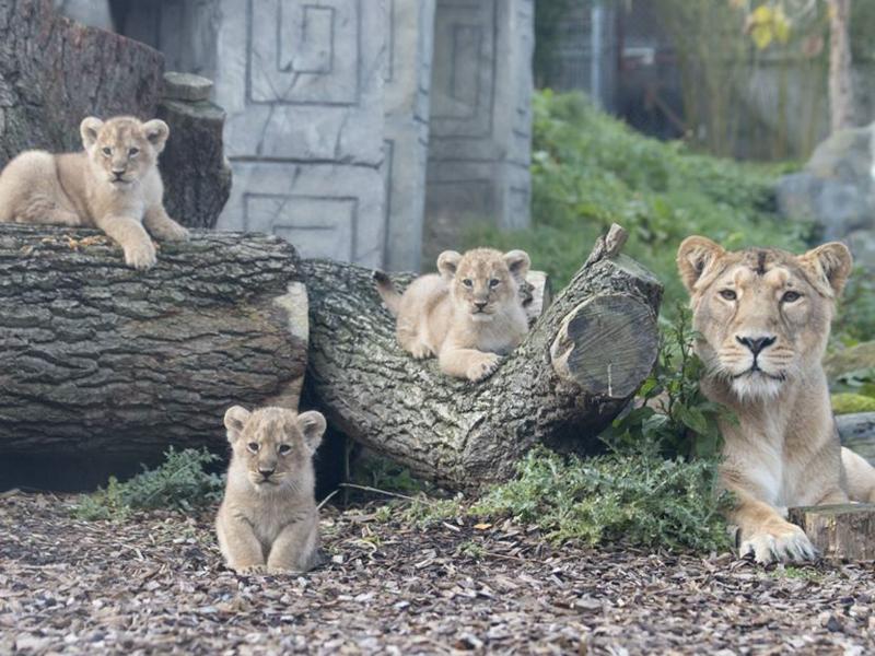 Lioness Rani Gives Birth To Three Lion Cubs