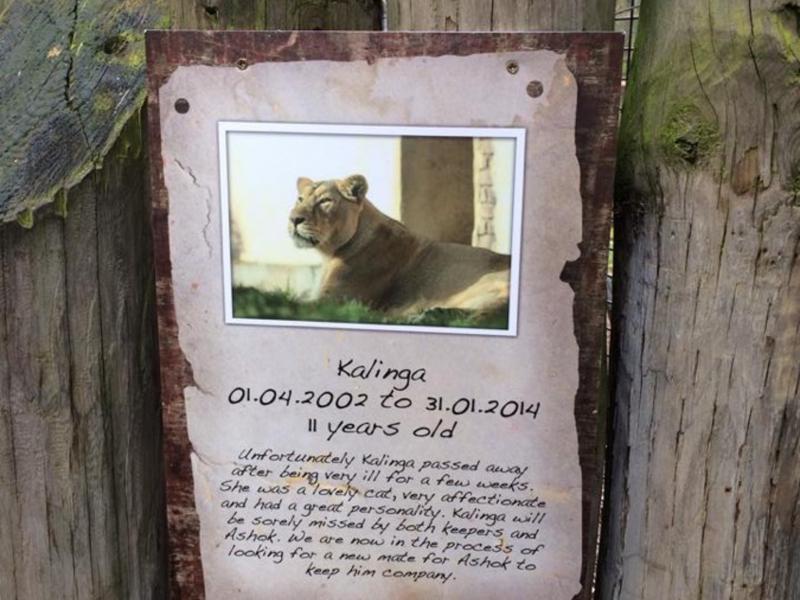 Kalinga the lioness passes away