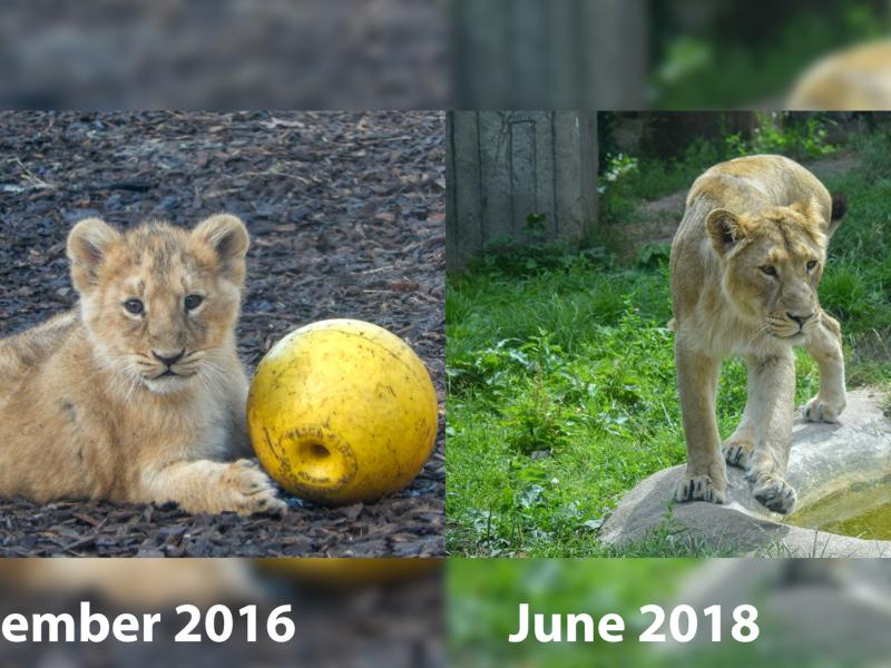 Lion Cubs Throughout Time