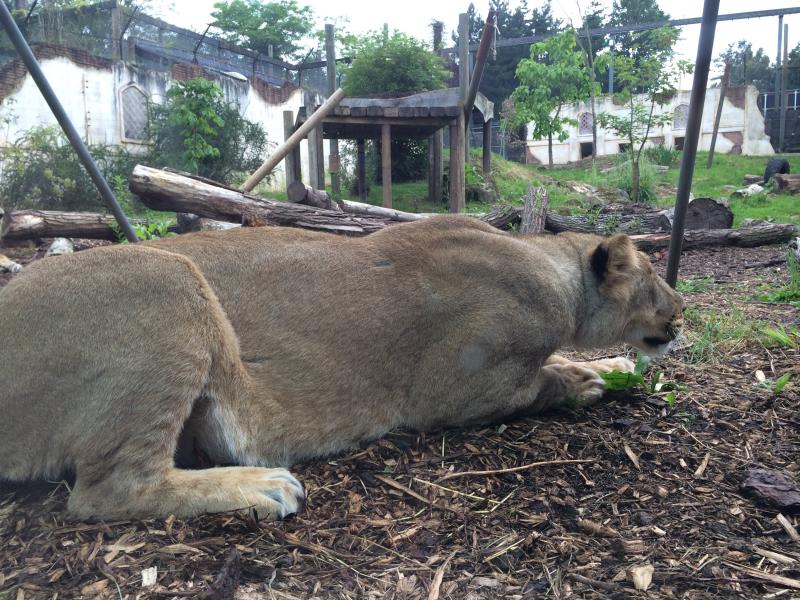 New Lioness Rani settles in