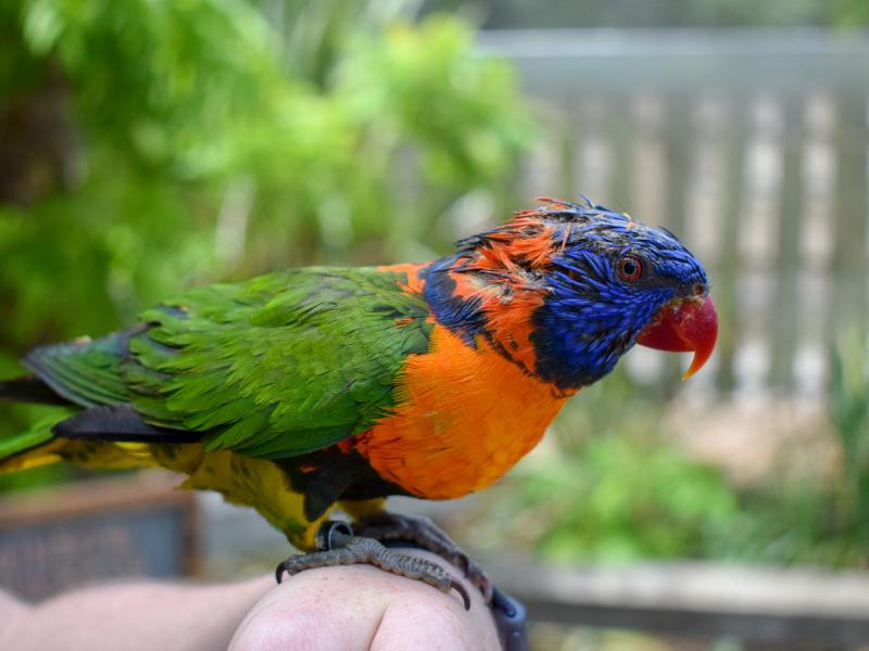 Lorikeet Lagoon