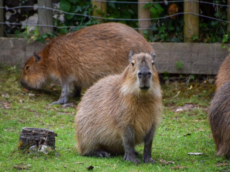 New For 2023 Baby Capyberras