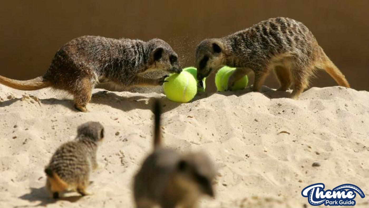 Chessington does Wimbledon