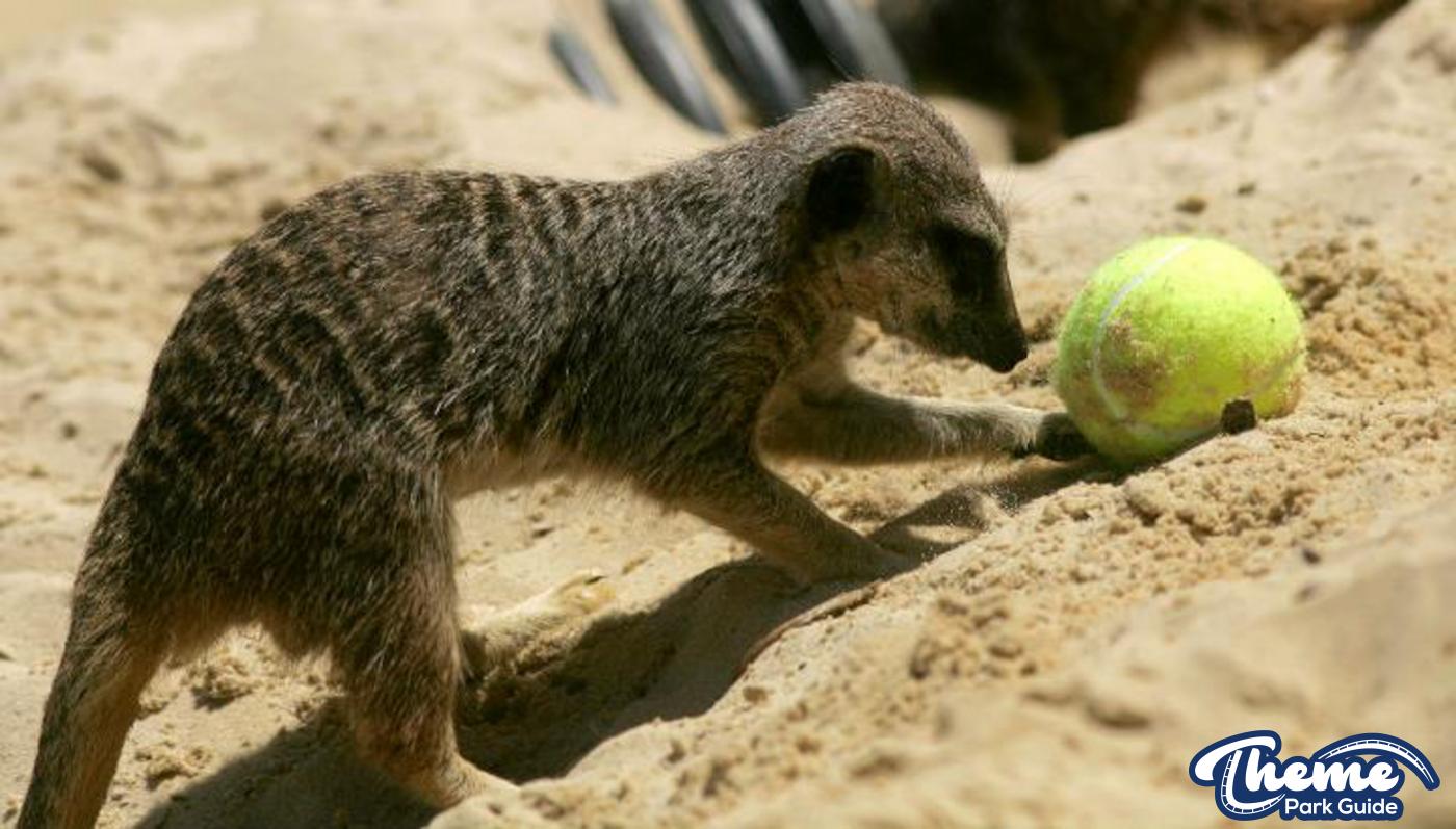 Chessington does Wimbledon