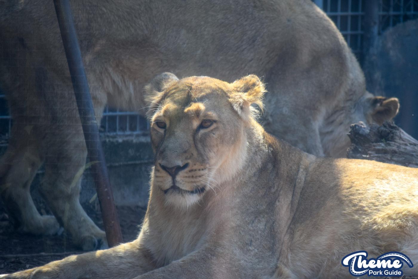 Asiatic Lion Cubs To Leave Chessington