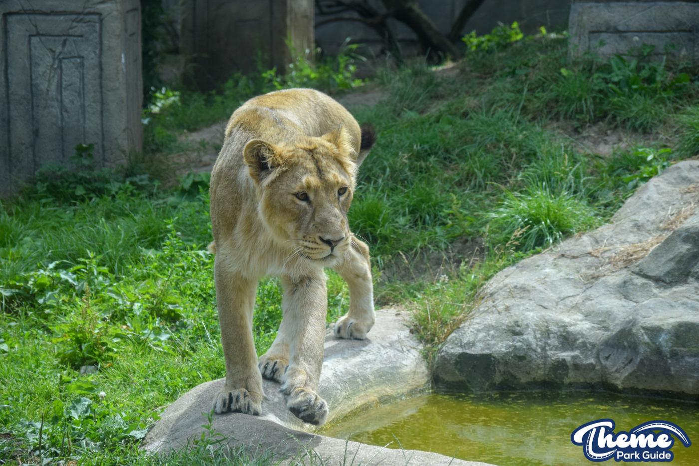 Lion Cubs Throughout Time